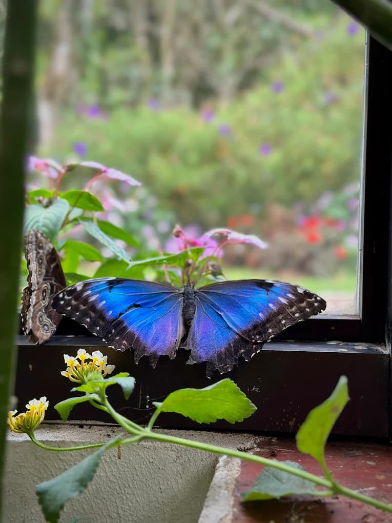 Capilla Ámbar - Mariposas