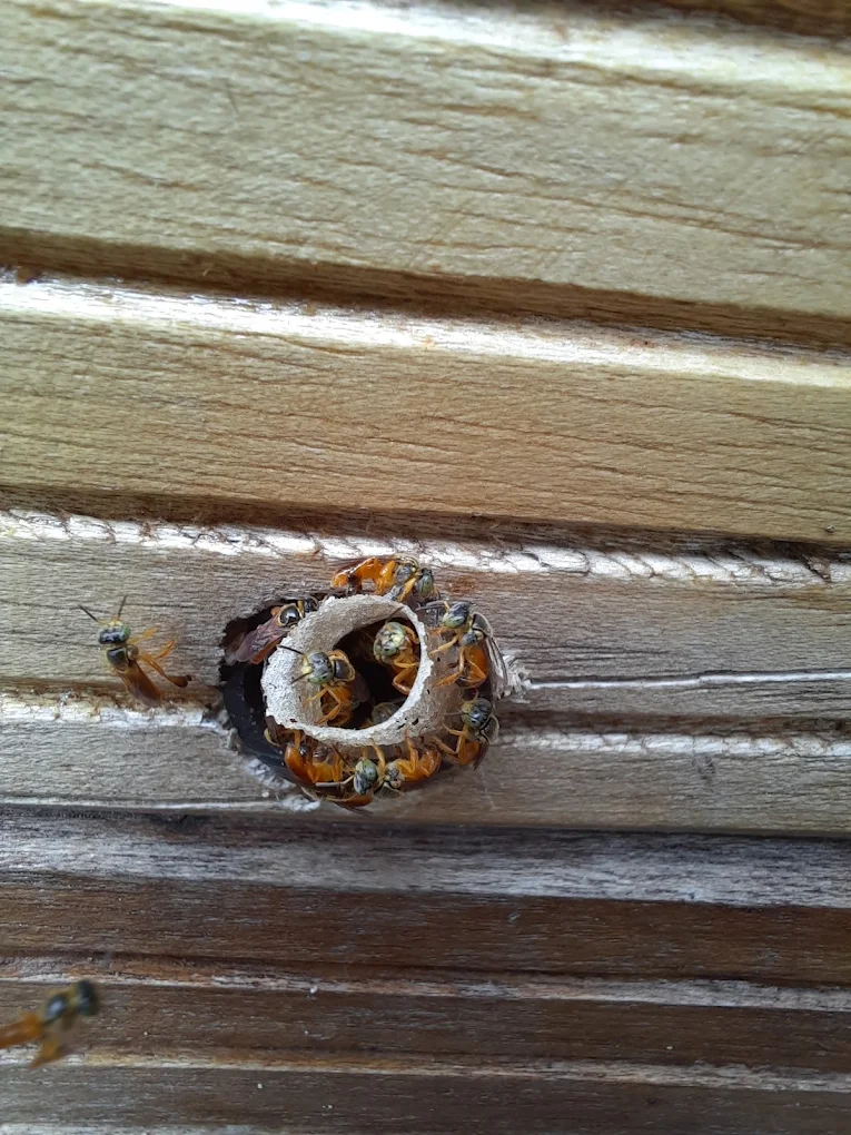Abejas Meliponas