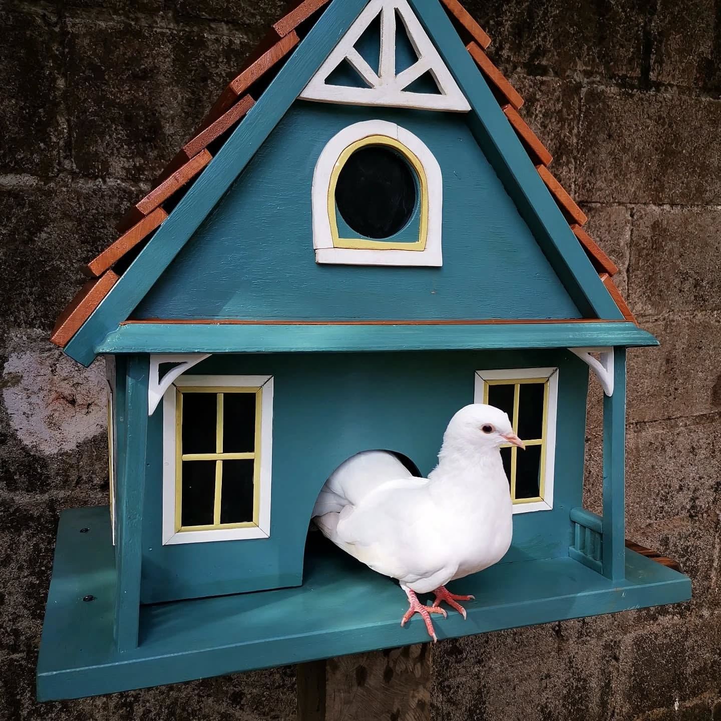 Rica Variedad de Aves