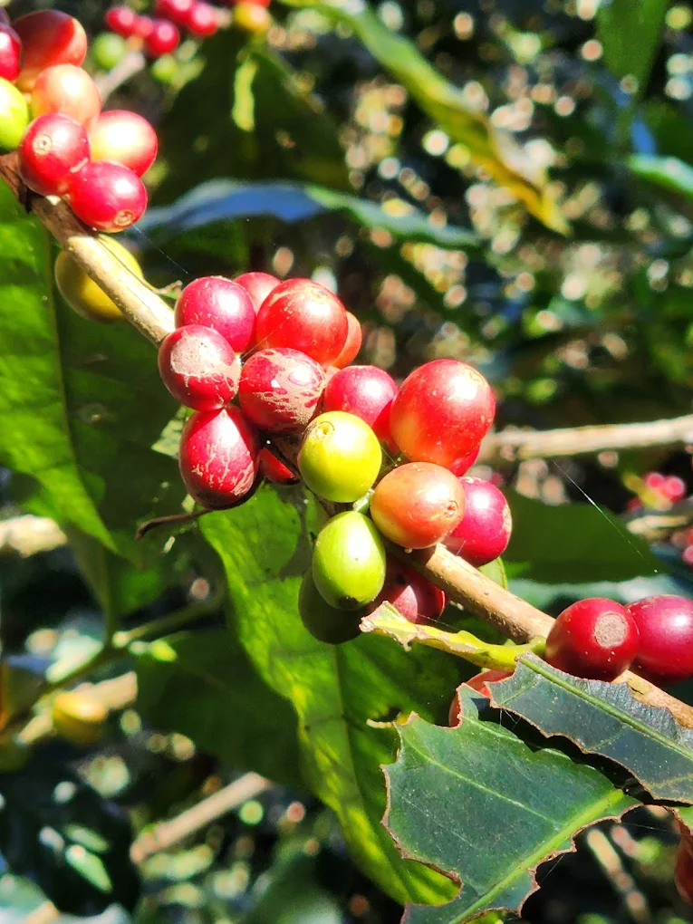Plantación de Café