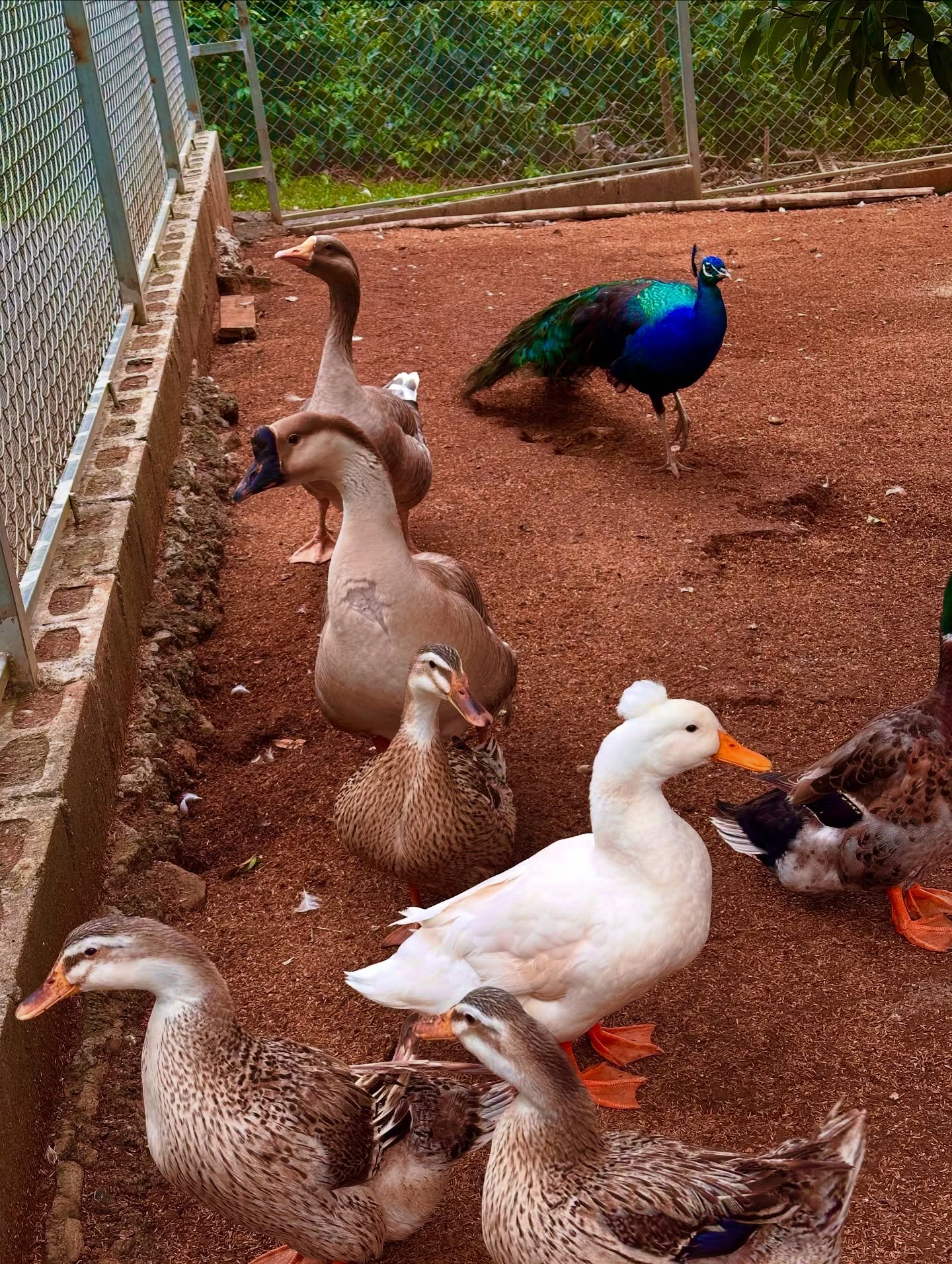 Granja de Emma - Aves