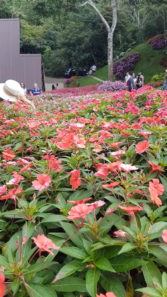 Jardines y Senderos - Flores