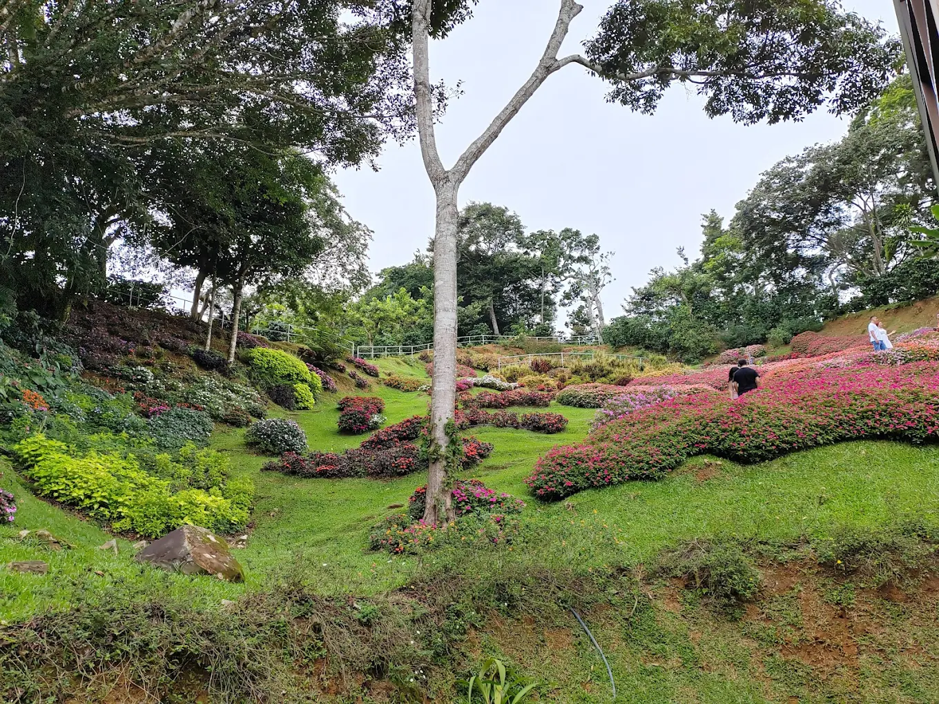 Jardines y Senderos - Jardín
