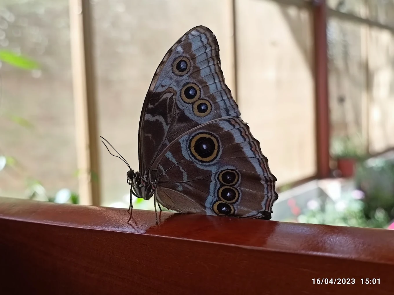 Mariposario Interior