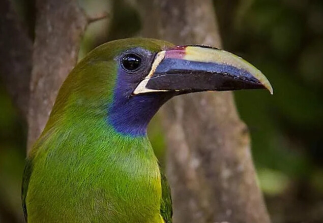 Vida Silvestre