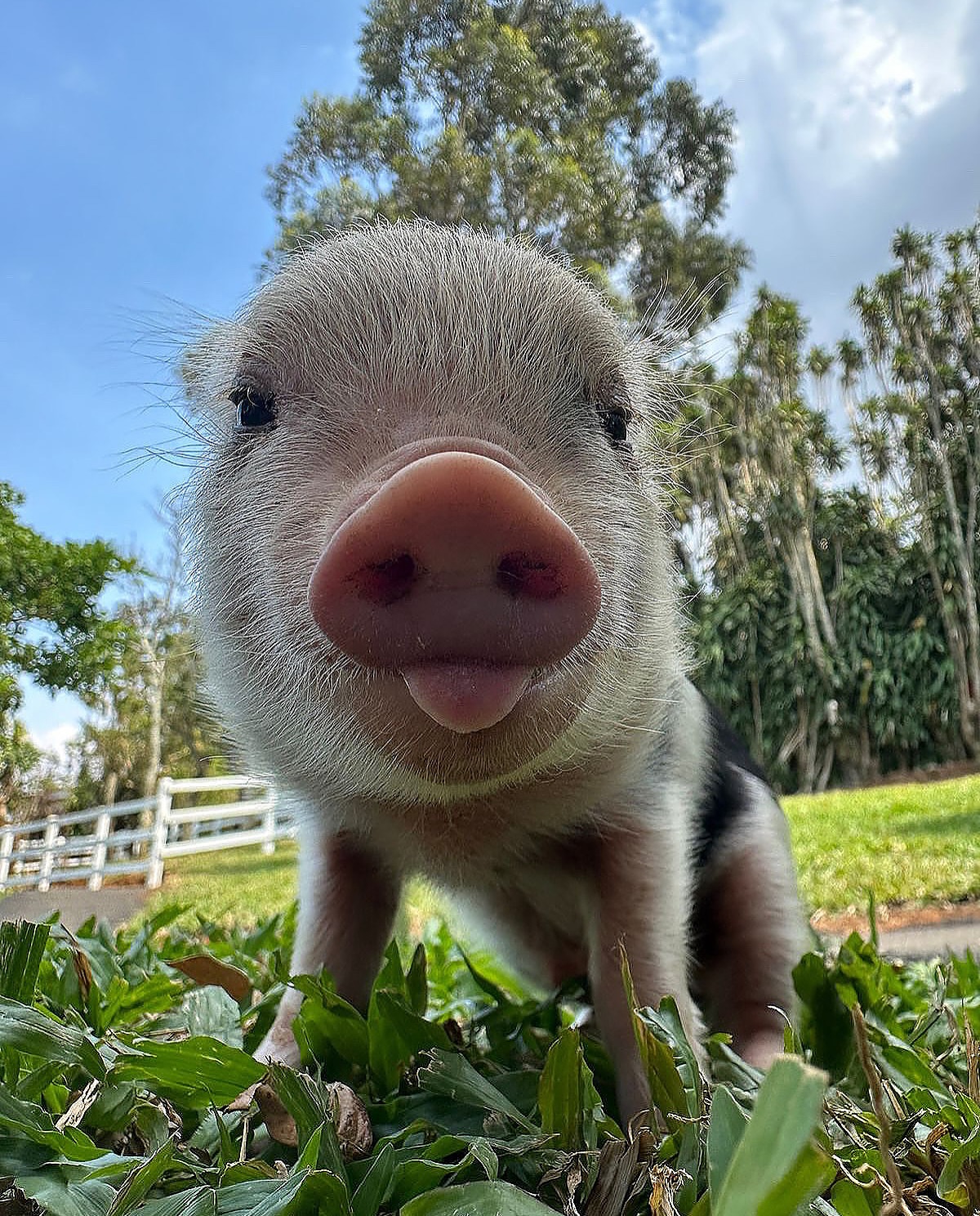 Granja de Emma - Cerdito